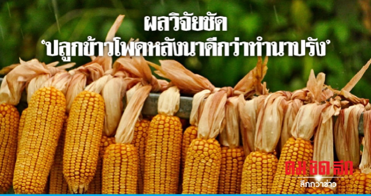 ผลวิจัยชัดปลูกข้าวโพดดีกว่าทำนาปรัง ผลวิจัยชัดปลูกข้าวโพดดีกว่าทำนาปรัง