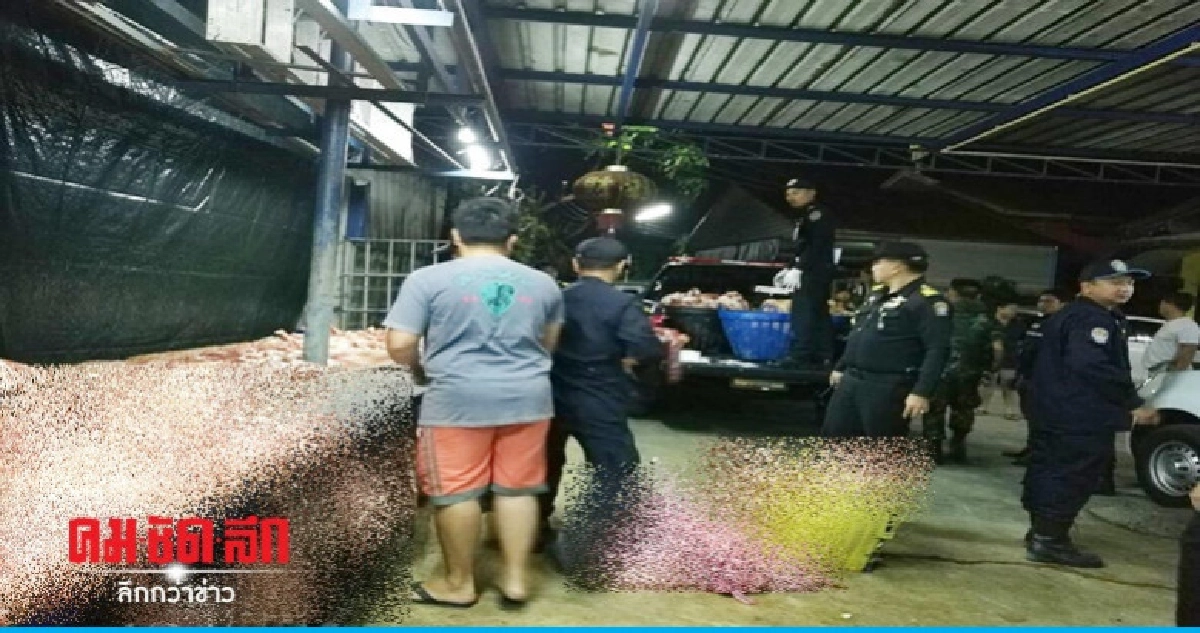 "ปศุสัตว์"บุกจับโรงฆ่าสัตว์เถื่อน ! "ปศุสัตว์"บุกจับโรงฆ่าสัตว์เถื่อน !