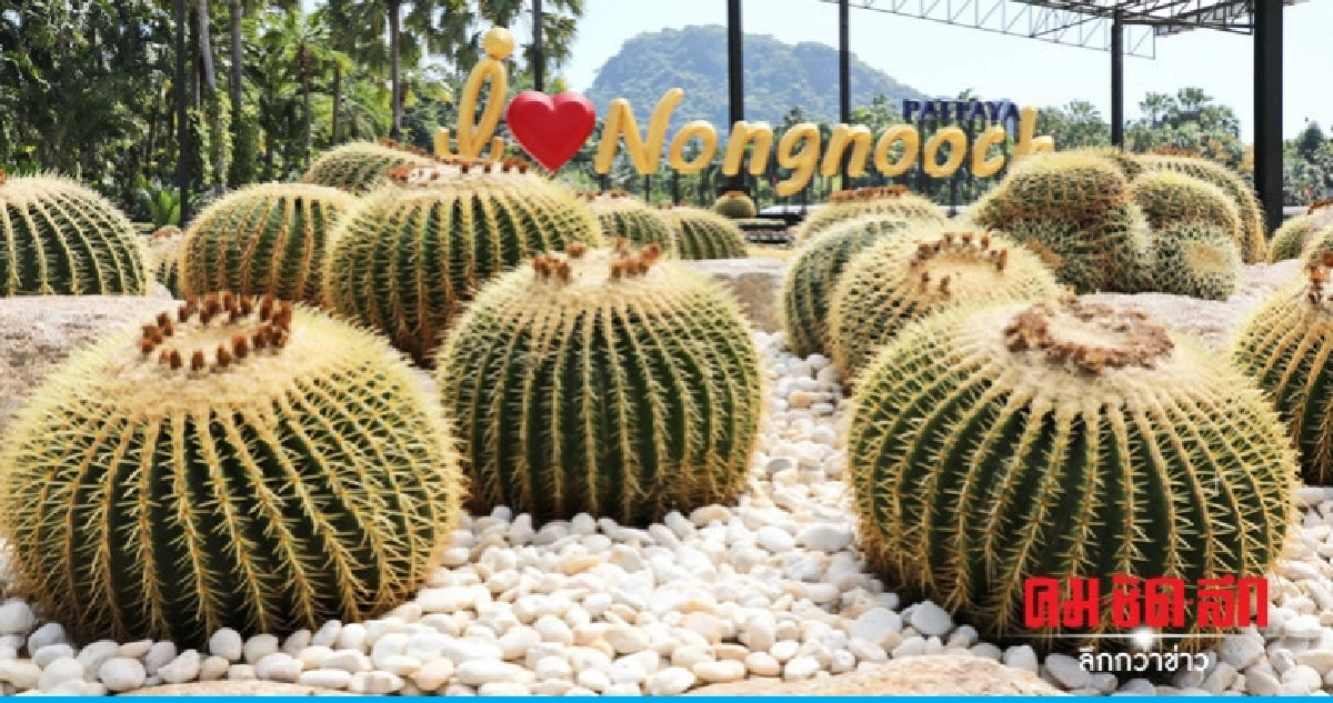 อลังการ !! สวนนงนุชเปิดสวนตะบองเพชรถังทอง