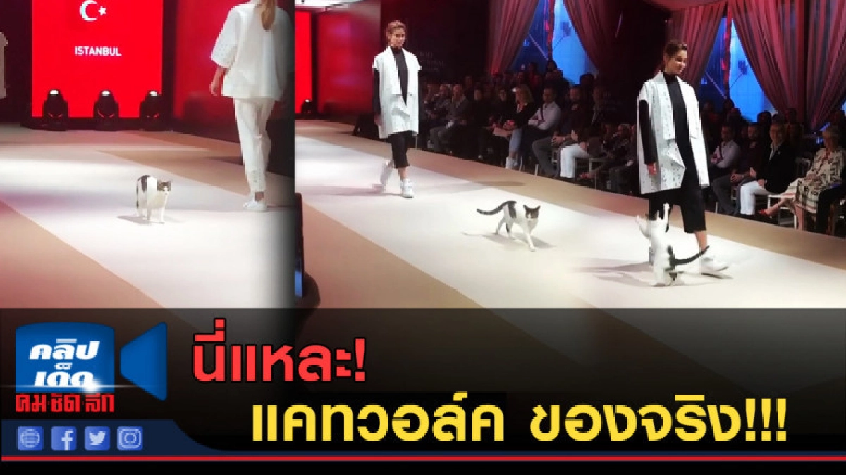 (คลิปข่าว) เมื่อน้อง "เเมว" อยากร่วมเดิน "แฟชั่นโชว์"
