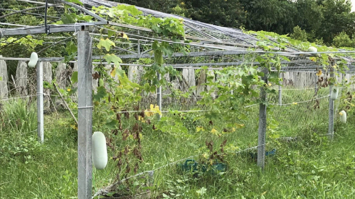 เกษตรกลางกรุง"Farm@บางขวด"ตอน1 เกษตรกลางกรุง"Farm@บางขวด"ตอน1