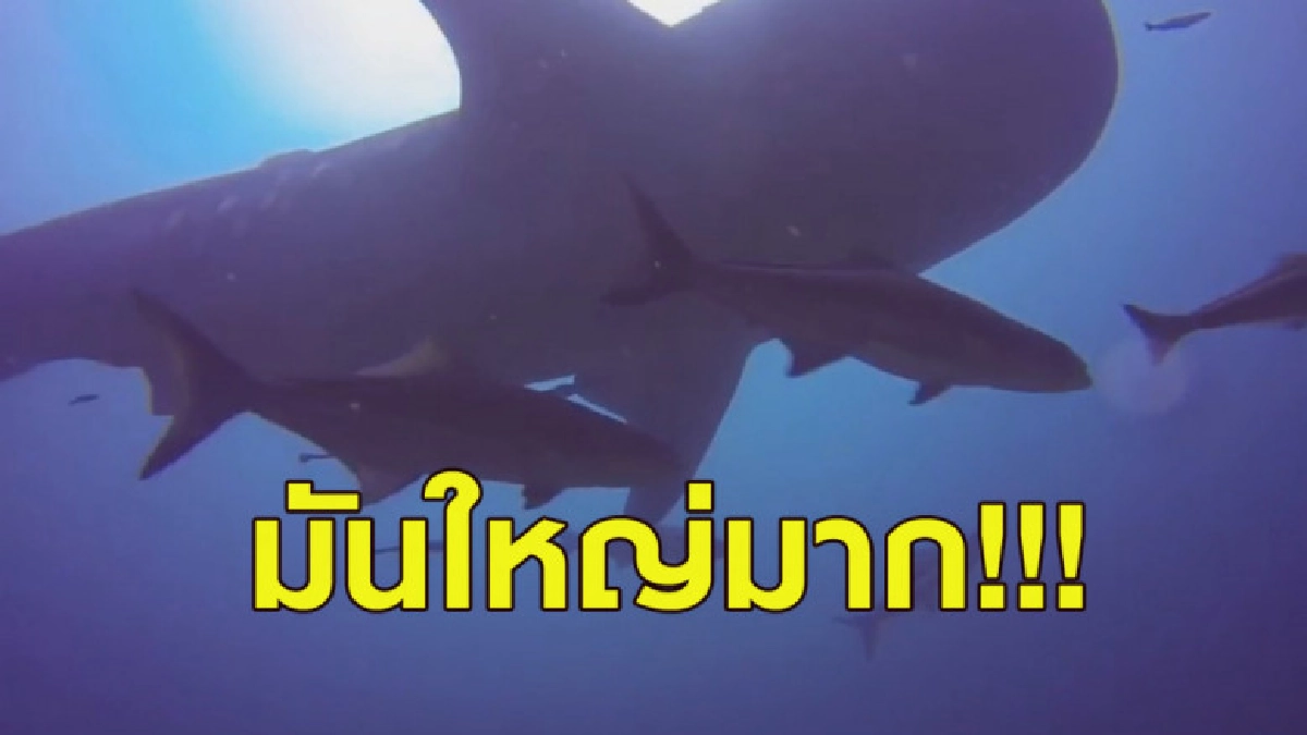 ฮือฮา! ฉลามวาฬยักษ์ขนาด 7 เมตร แหวกว่ายในทะเล จ.พังงา