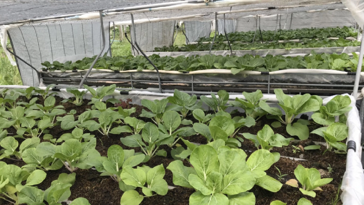 เกษตรกลางกรุง"Farm@บางขวด"ตอน2 เกษตรกลางกรุง"Farm@บางขวด"ตอน2