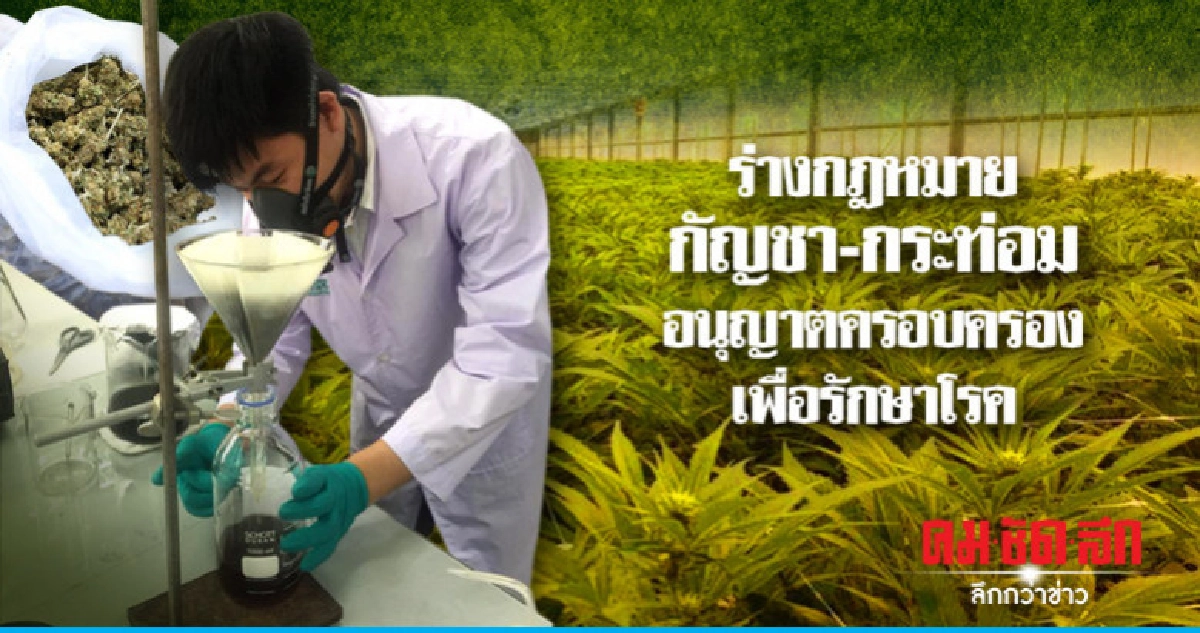 ร่างกฎหมายกัญชา-กระท่อมอนุญาตครอบครองเพื่อรักษาโรค 