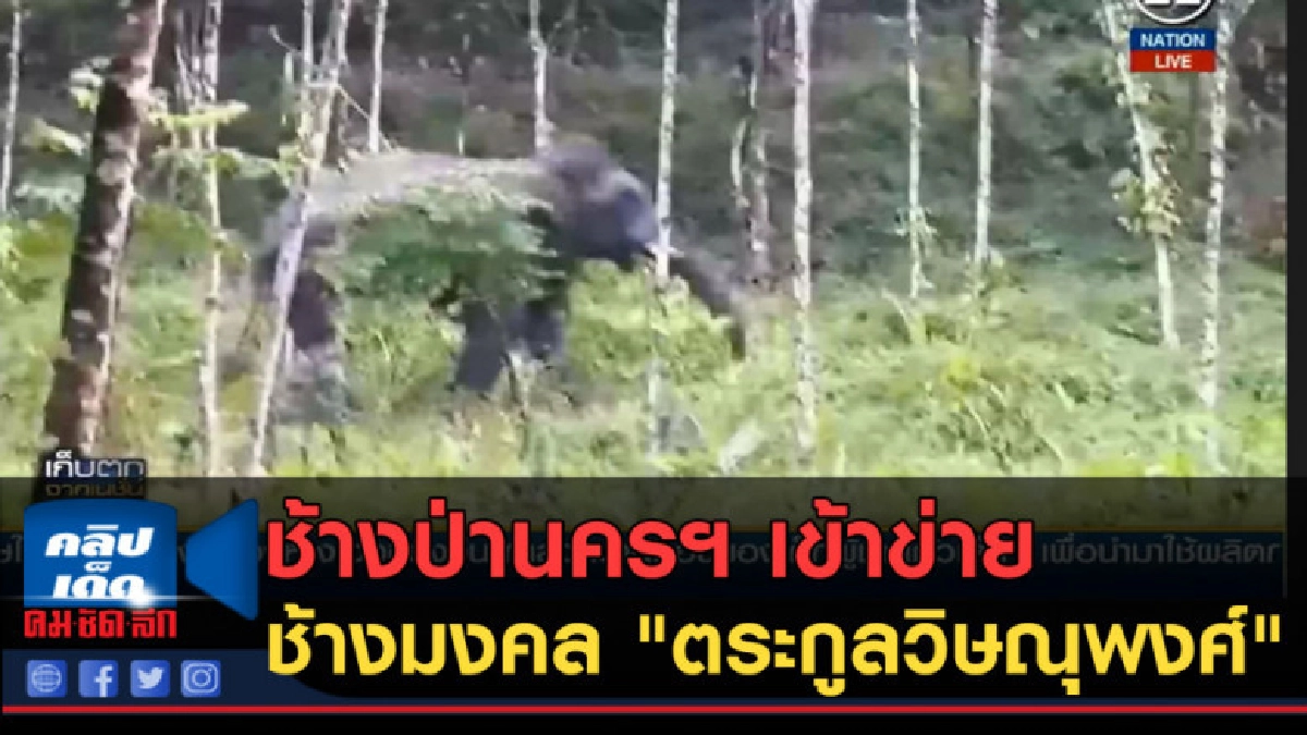 (คลิปข่าว) ช้างป่านครฯ เข้าข่ายช้างมงคล "ตระกูลวิษณุพงศ์" (คลิปข่าว) ช้างป่านครฯ เข้าข่ายช้างมงคล "ตระกูลวิษณุพงศ์"