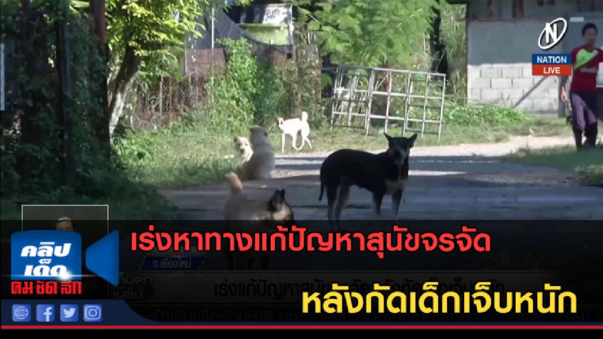 (คลิปข่าว) เร่งหาทางแก้ปัญหาสุนัขจรจัด หลังกัดเด็กเจ็บหนัก