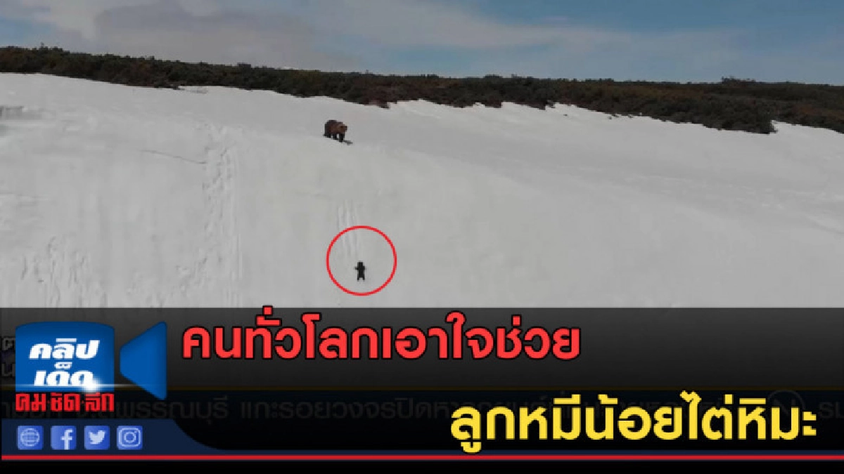 (คลิปข่าว) คนทั่วโลกเอาใจช่วยลูกหมีน้อยไต่หิมะ (คลิปข่าว) คนทั่วโลกเอาใจช่วยลูกหมีน้อยไต่หิมะ