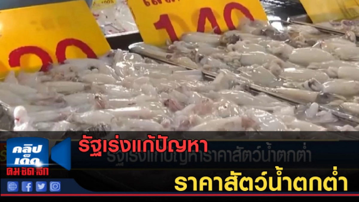 (คลิปข่าว) รัฐเร่งแก้ปัญหาราคาสัตว์น้ำตกต่ำ