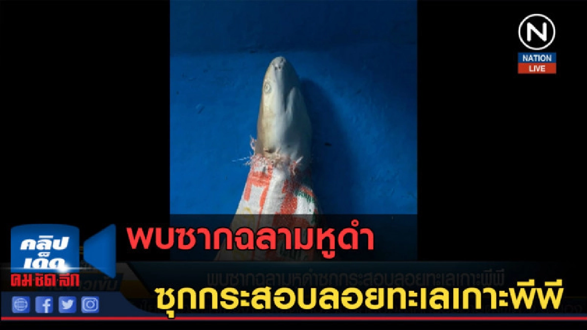 (คลิปข่าว) พบซากฉลามหูดำ ซุกกระสอบลอยทะเลเกาะพีพี (คลิปข่าว) พบซากฉลามหูดำ ซุกกระสอบลอยทะเลเกาะพีพี