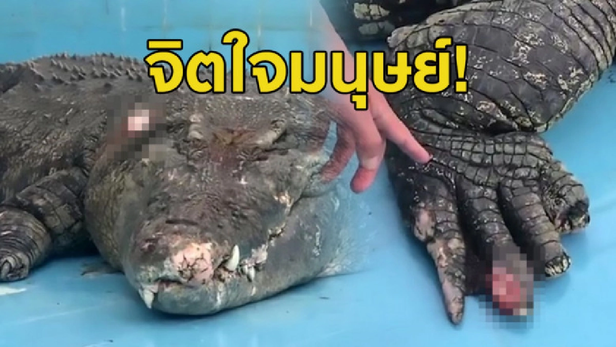 ปาก้อนหินใส่ จระเข้ เลือดอาบ เหตุสงสัยเป็นของจริงหรือปลอม ปาก้อนหินใส่ จระเข้ เลือดอาบ เหตุสงสัยเป็นของจริงหรือปลอม