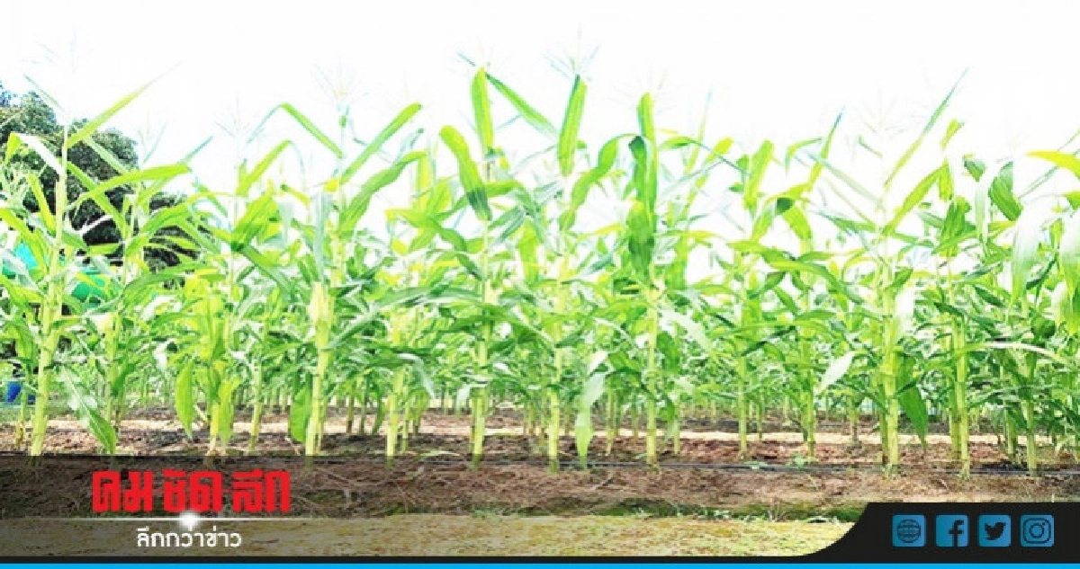 "กำหนด"จุดรับซื้อข้าวโพดหลังนาครบพื้นที่เป้าหมาย "กำหนด"จุดรับซื้อข้าวโพดหลังนาครบพื้นที่เป้าหมาย