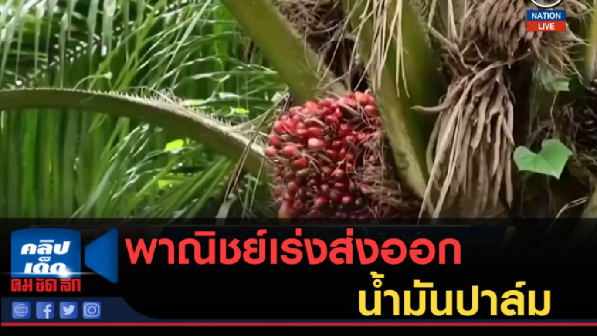 (คลิปข่าว) พาณิชย์เร่งส่งออกน้ำมันปาล์ม (คลิปข่าว) พาณิชย์เร่งส่งออกน้ำมันปาล์ม