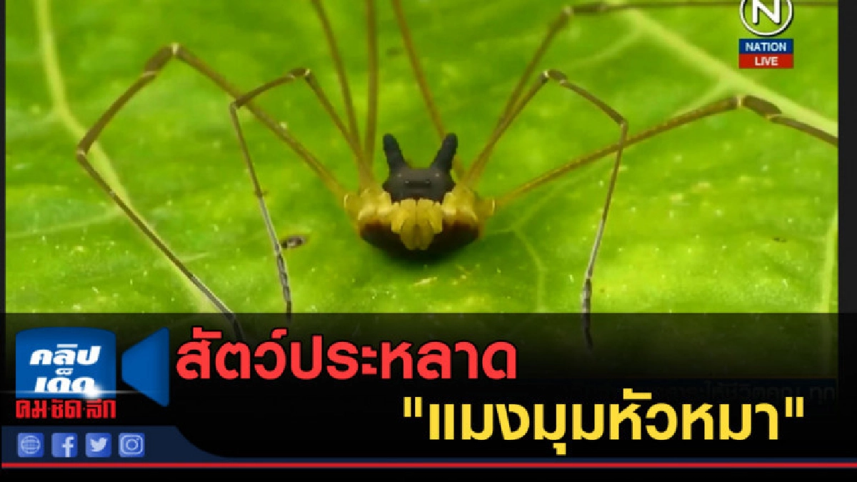 (คลิปข่าว) สุดสยอง...สัตว์ประหลาด "แมงมุมหัวหมา" (คลิปข่าว) สุดสยอง...สัตว์ประหลาด "แมงมุมหัวหมา"