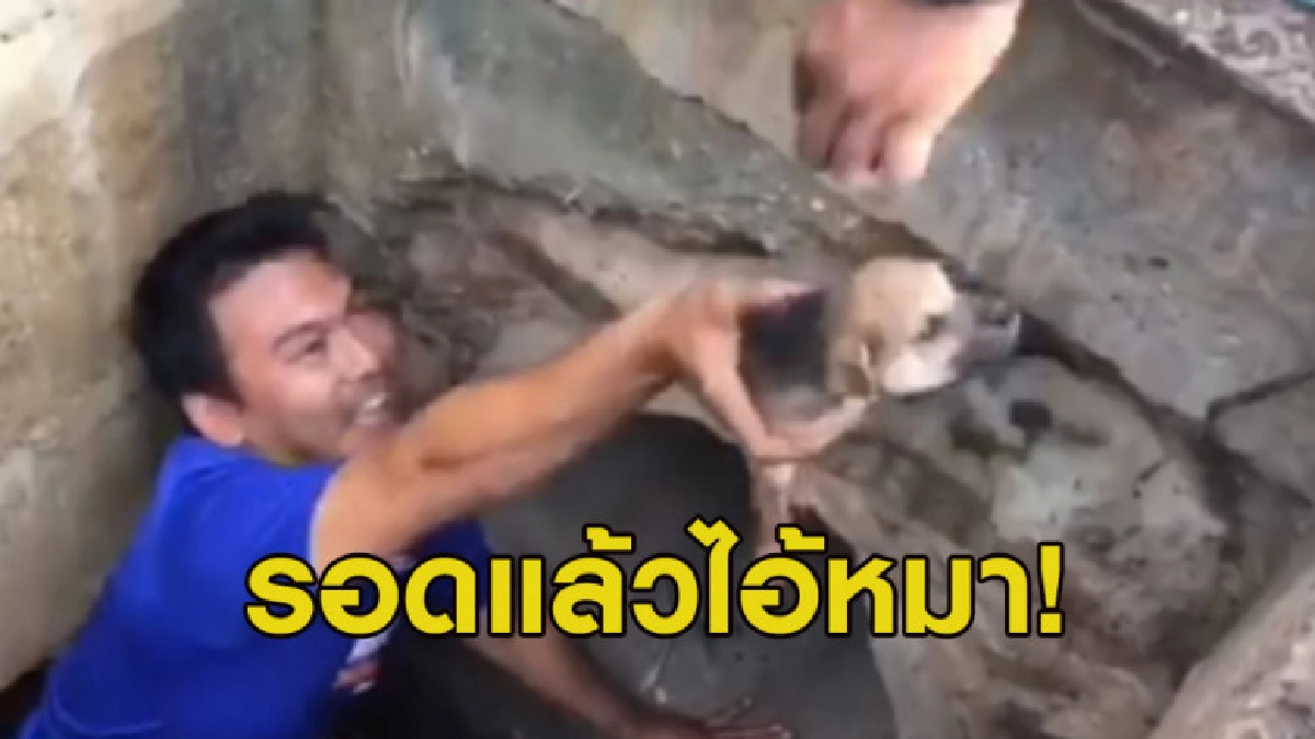 วินาทีพลเมืองดีระดมช่วยลูกสุนัขตกท่อนาน 4 วัน วินาทีพลเมืองดีระดมช่วยลูกสุนัขตกท่อนาน 4 วัน