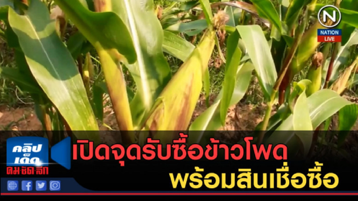 (คลิปข่าว) เปิดจุดรับซื้อข้าวโพดพร้อมสินเชื่อซื้อ (คลิปข่าว) เปิดจุดรับซื้อข้าวโพดพร้อมสินเชื่อซื้อ