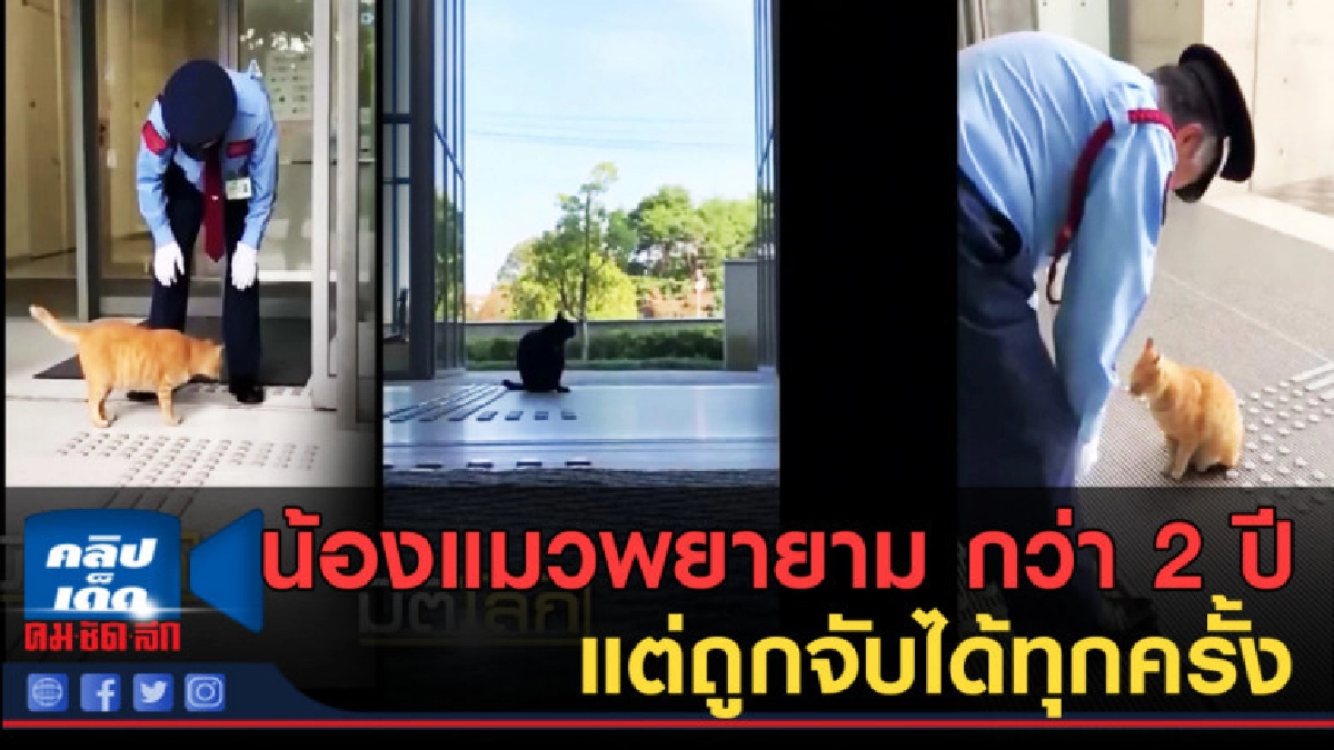 (คลิปข่าว) แมวพยายามย่องเข้าพิพิธภัณฑ์ศิลปะมากว่า 2 ปี (คลิปข่าว) แมวพยายามย่องเข้าพิพิธภัณฑ์ศิลปะมากว่า 2 ปี