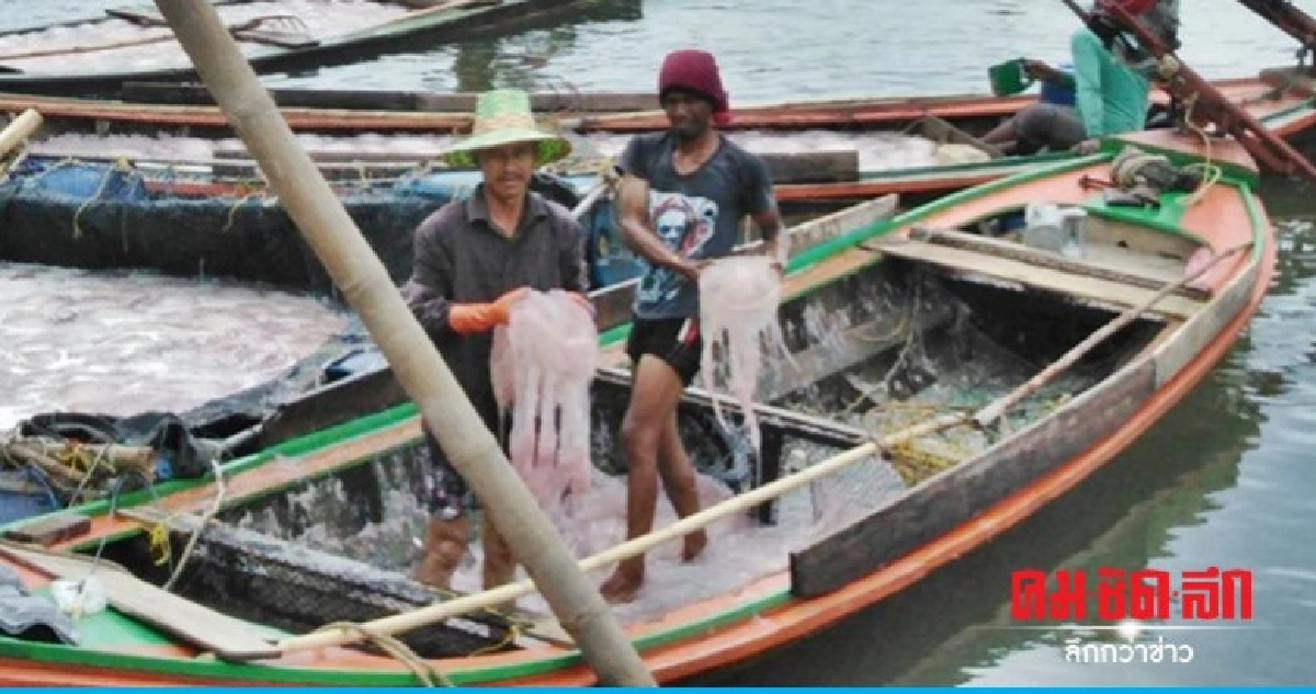 แมงกะพรุนนับล้านโผล่ชายฝั่งอันดามัน ประมงแห่จับขาย แมงกะพรุนนับล้านโผล่ชายฝั่งอันดามัน ประมงแห่จับขาย