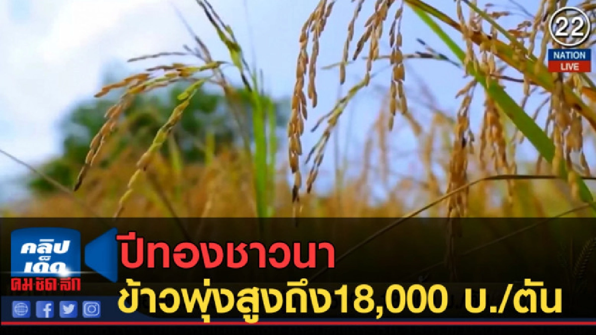 (คลิปข่าว) ปีทองชาวนาราคาข้าวพุ่งสูงถึง 17,500-18,000 บ./ตัน (คลิปข่าว) ปีทองชาวนาราคาข้าวพุ่งสูงถึง 17,500-18,000 บ./ตัน