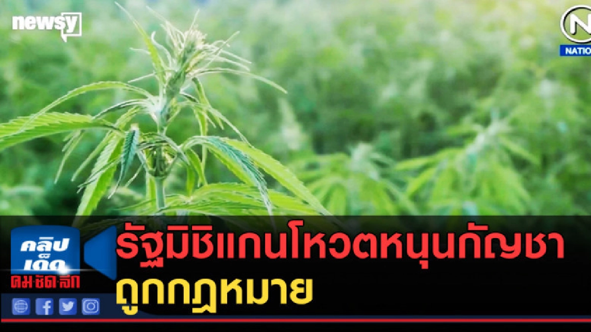 (คลิปข่าว) รัฐมิชิแกนโหวตหนุนกัญชาถูกกฎหมาย
