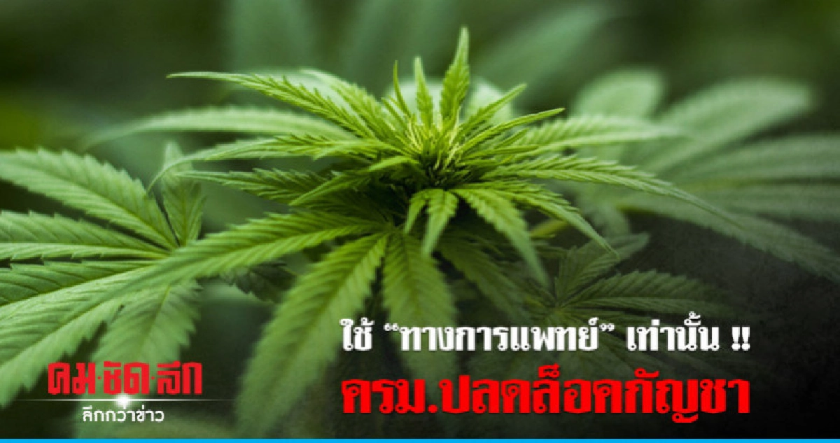 ครม.ปลดล็อค "กัญชา" ใช้ได้ทางการแพทย์เท่านั้น ครม.ปลดล็อค "กัญชา" ใช้ได้ทางการแพทย์เท่านั้น