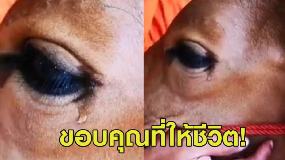 น้ำตาไหล! พระช่วยไถ่ชีวิตโคจากโรงเชือด น้ำตาไหล! พระช่วยไถ่ชีวิตโคจากโรงเชือด