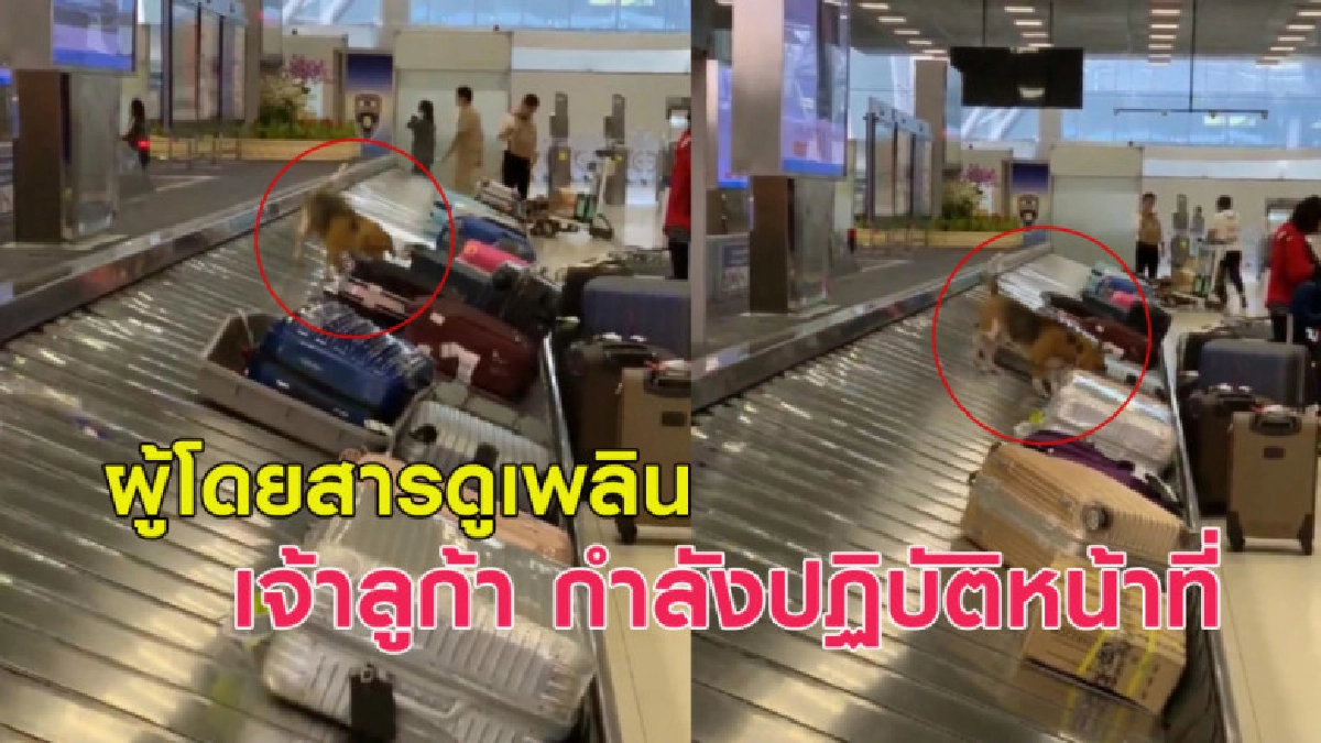 ดูเพลิน! 'เจ้าลูก้า' สุนัขตำรวจระหว่างปฏิบัติหน้าที่ ดูเพลิน! 'เจ้าลูก้า' สุนัขตำรวจระหว่างปฏิบัติหน้าที่