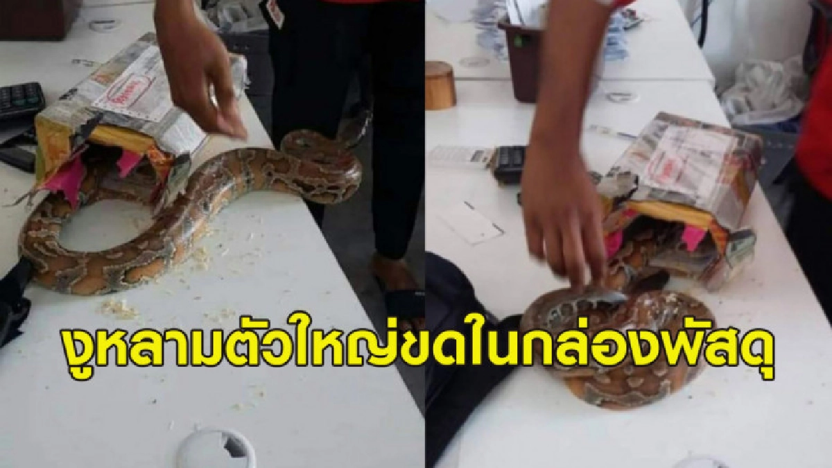 แทบช็อค! หนุ่มไปรษณีย์มาเลฯ เปิดกล่องพัสดุเจองูหลามตัวใหญ่ แทบช็อค! หนุ่มไปรษณีย์มาเลฯ เปิดกล่องพัสดุเจองูหลามตัวใหญ่