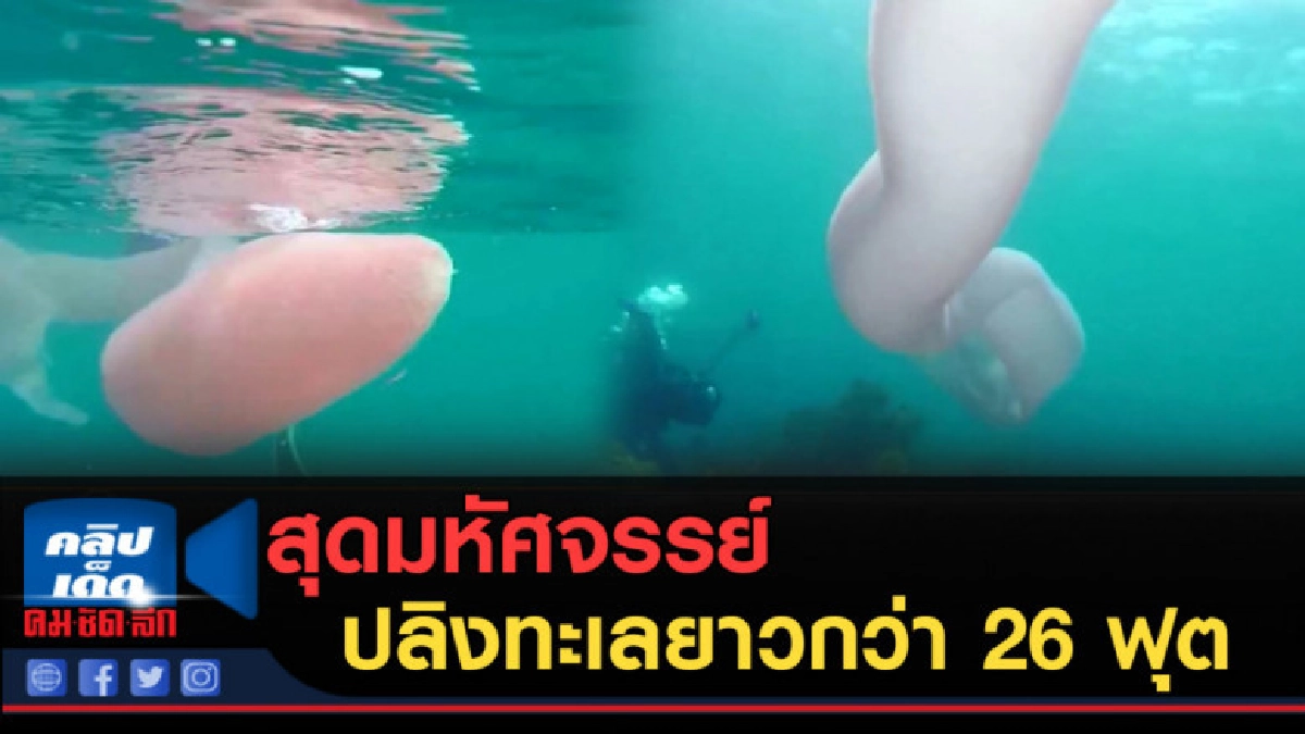 (คลิปข่าว) สุดมหัศจรรย์....ปลิงทะเลยาวกว่า 26 ฟุต (คลิปข่าว) สุดมหัศจรรย์....ปลิงทะเลยาวกว่า 26 ฟุต