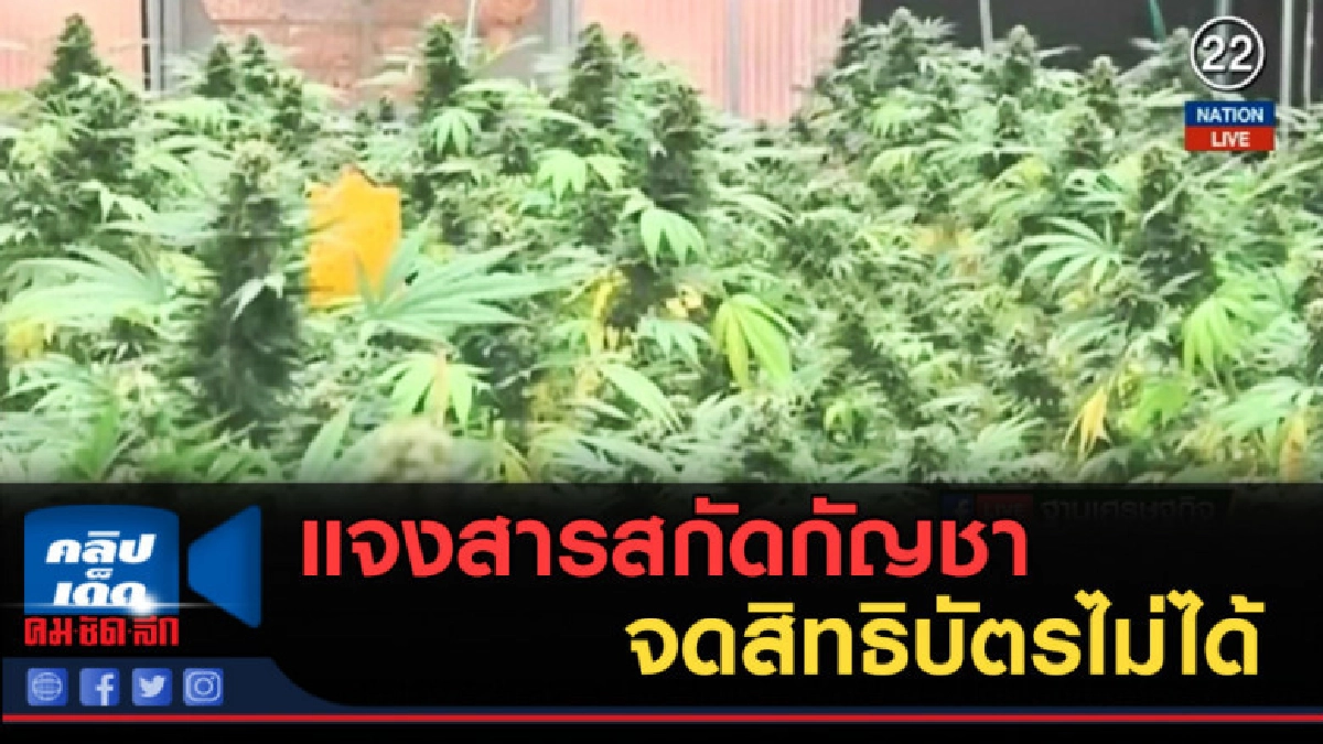 (คลิปข่าว) พาณิชย์....แจงสารสกัดกัญชาจดสิทธิบัตรไม่ได้ (คลิปข่าว) พาณิชย์....แจงสารสกัดกัญชาจดสิทธิบัตรไม่ได้