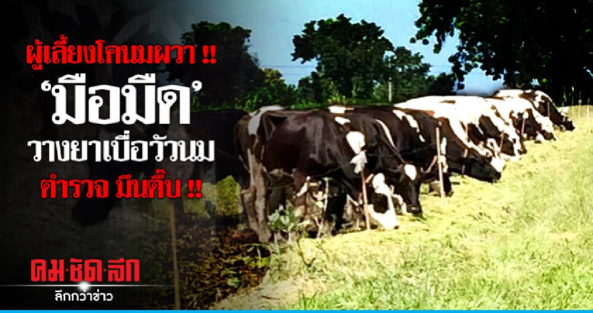 ผวา!! วางยาเบื่อ "วัวนม" ระบาดลพบุรี ผวา!! วางยาเบื่อ "วัวนม" ระบาดลพบุรี