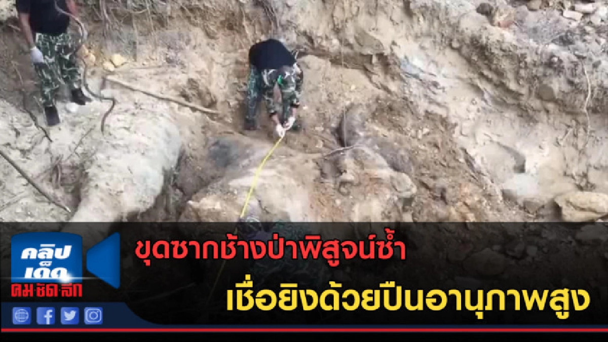 (คลิปข่าว) ขุดซากช้างป่าพิสูจน์ซ้ำ เชื่อยิงด้วยปืนอานุภาพสูง (คลิปข่าว) ขุดซากช้างป่าพิสูจน์ซ้ำ เชื่อยิงด้วยปืนอานุภาพสูง