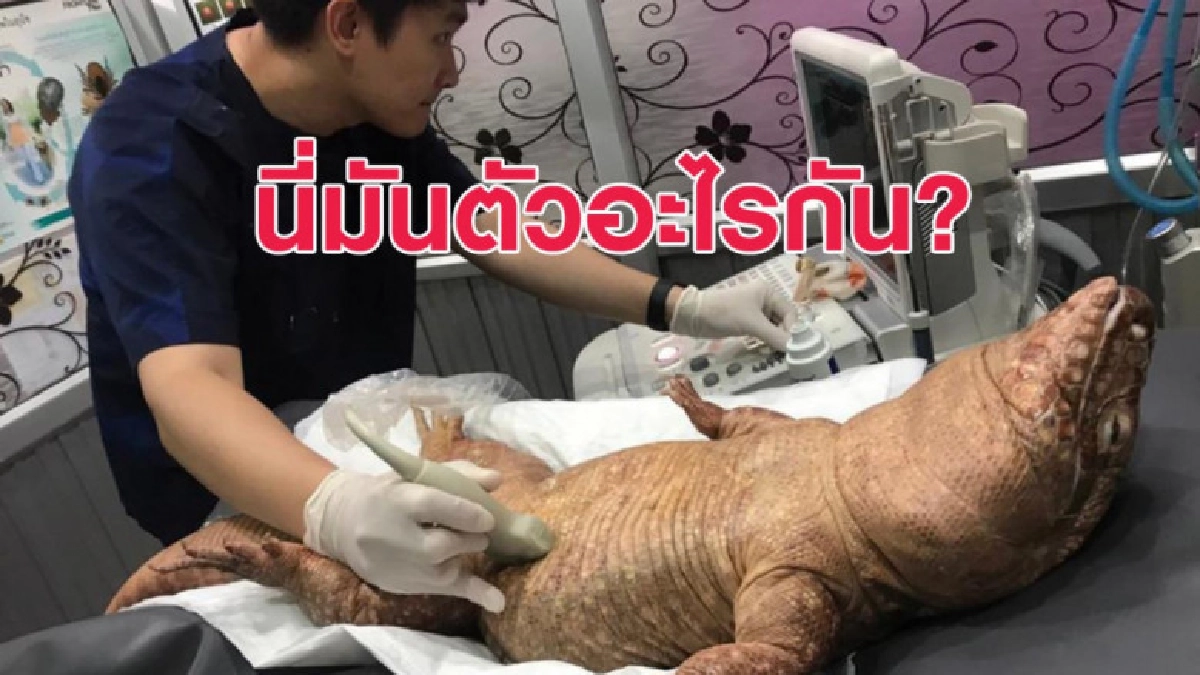 'เจ้าโมจิ' เตกูแดง นอนให้หมอตรวจสุขภาพด้วยอาการนิ่งสุดๆ 