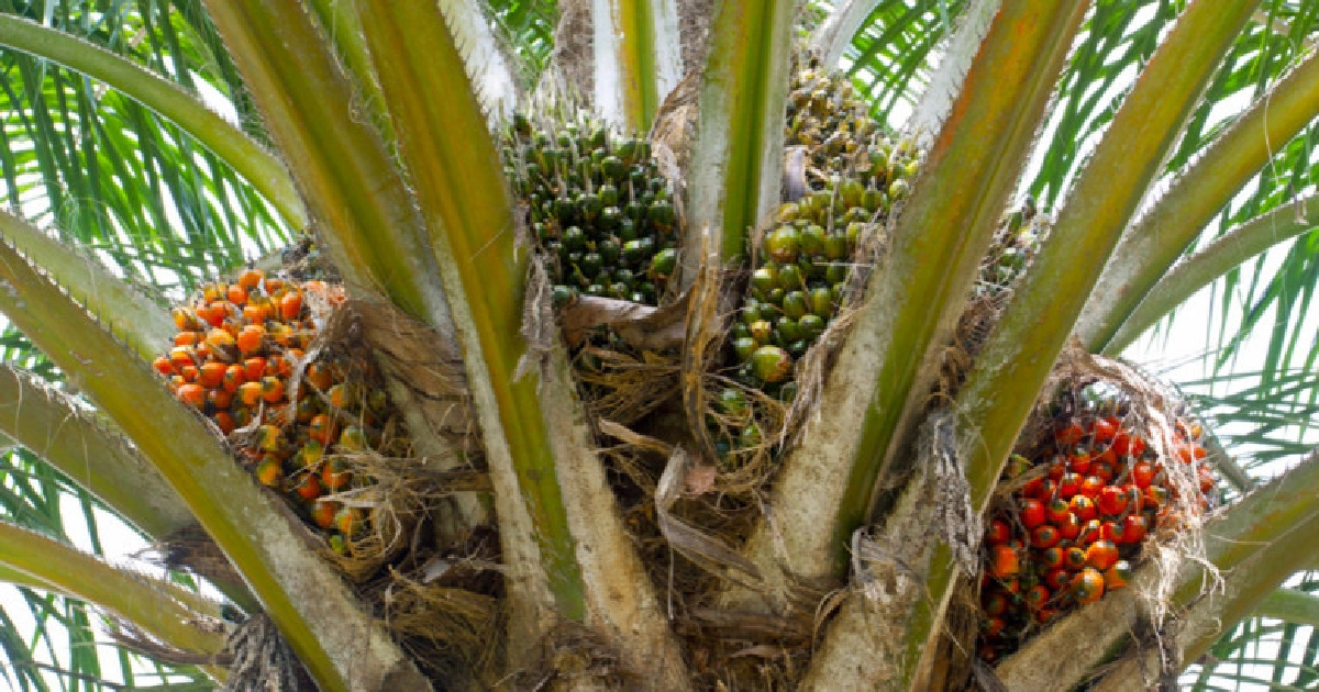 ก.เกษตรฯมุ่งพัฒนาคุณภาพปาล์มน้ำมันสู่มาตรฐานสากล