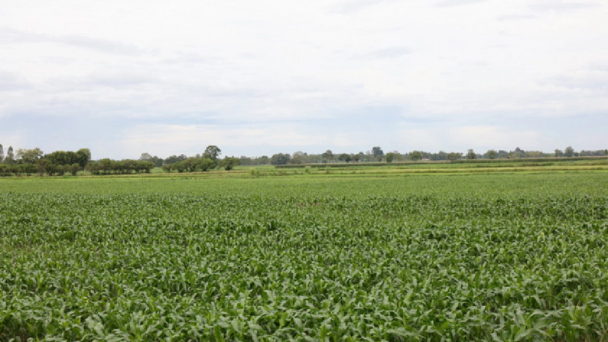 ชี้ยังต้องการข้าวโพดผลิตอาหารสัตว์อีกปีละ 3 ล้านตัน