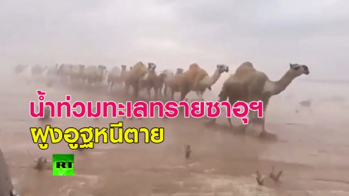 สังเวย 35 ศพ! น้ำท่วมทะเลทรายซาอุฯ ฝูงอูฐหนีตาย สังเวย 35 ศพ! น้ำท่วมทะเลทรายซาอุฯ ฝูงอูฐหนีตาย
