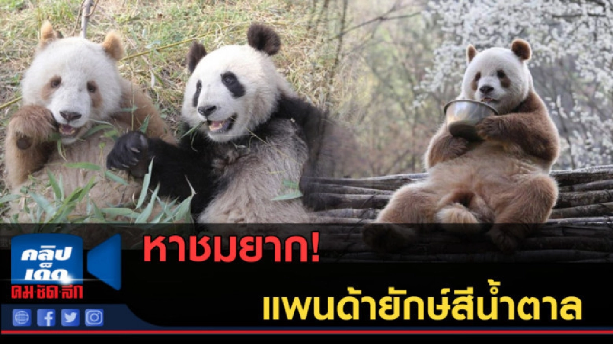 (คลิปข่าว) หาชมยาก! แพนด้ายักษ์สีน้ำตาล