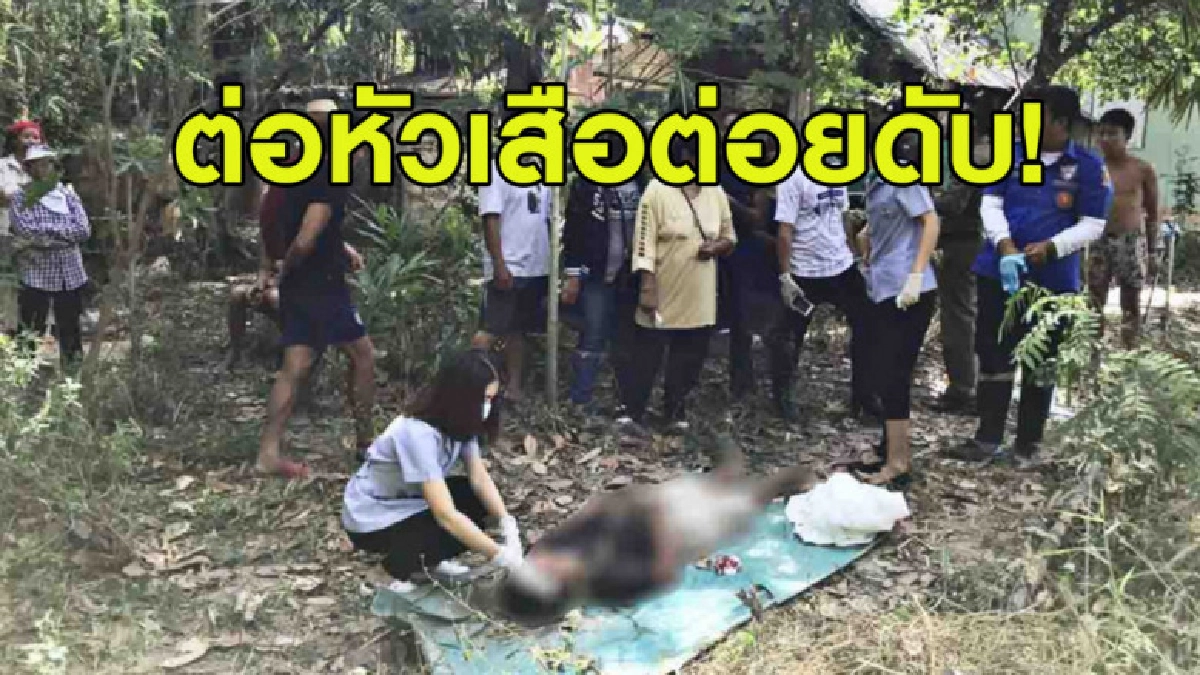 คนงานรับจ้างตัดกิ่งไม้ถูกต่อหัวเสือรุมต่อยตกลงพื้นดับสยอง คนงานรับจ้างตัดกิ่งไม้ถูกต่อหัวเสือรุมต่อยตกลงพื้นดับสยอง