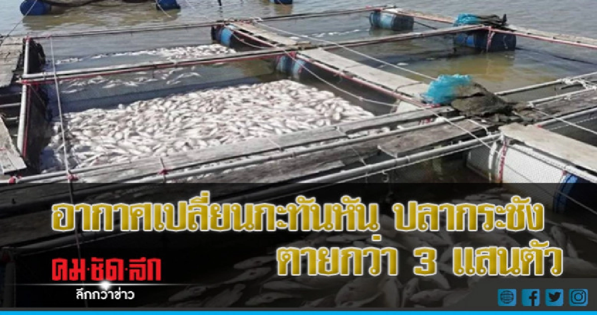 ศรีสะเกษ - อากาศเปลี่ยนกะทันหัน ปลากระชังตายกว่า 3 แสนตัว ศรีสะเกษ - อากาศเปลี่ยนกะทันหัน ปลากระชังตายกว่า 3 แสนตัว