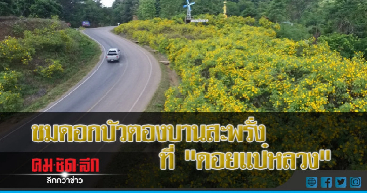 ชมดอกบัวตองบานสะพรั่งที่"ดอยแป๋หลวง "