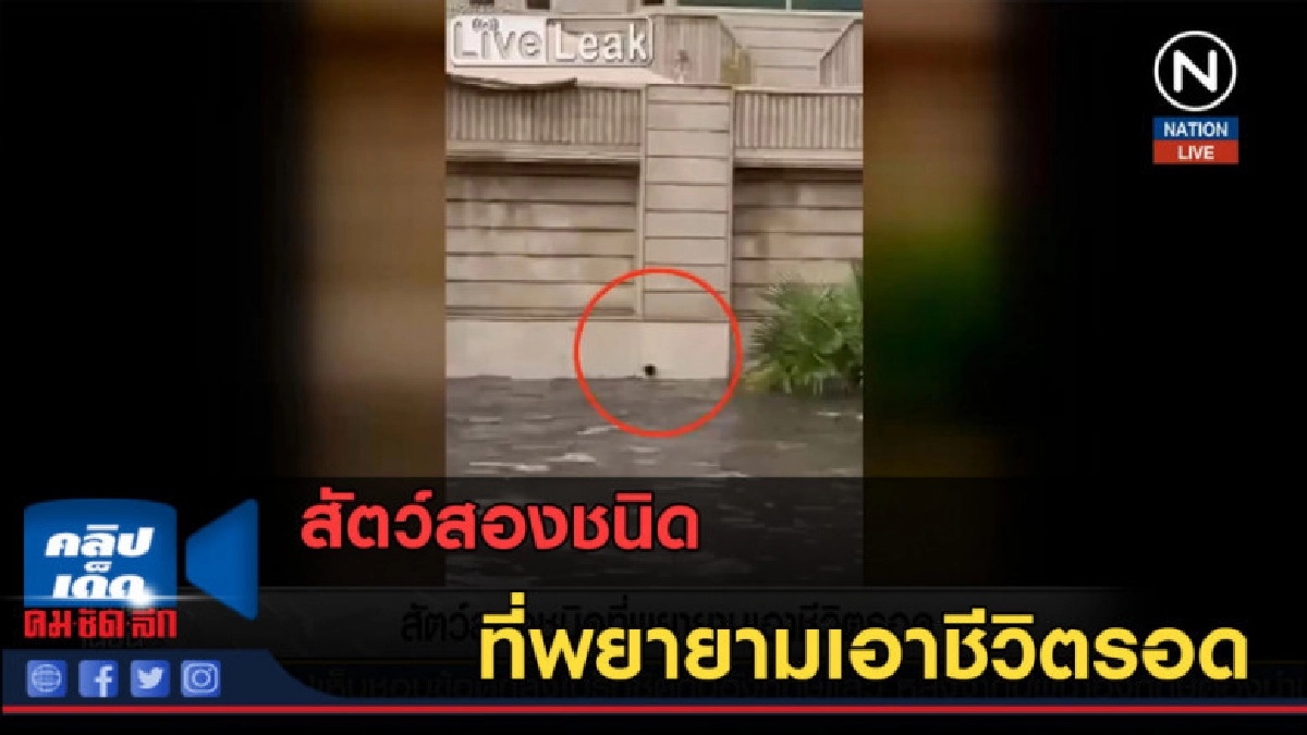 (คลิปข่าว) สัตว์สองชนิด ที่พยายามเอาชีวิตรอด