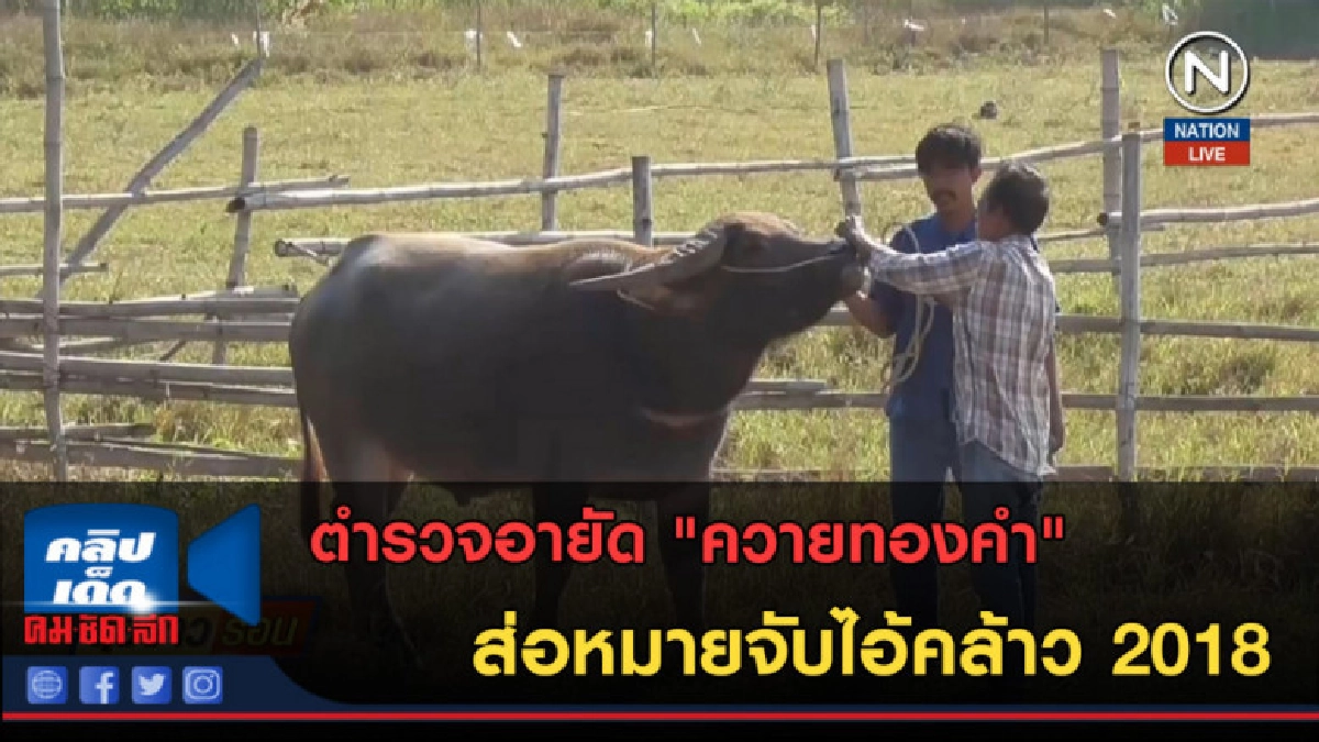 (คลิปข่าว) ตำรวจอายัด "ควายทองคำ" ส่อหมายจับไอ้คล้าว 2018 (คลิปข่าว) ตำรวจอายัด "ควายทองคำ" ส่อหมายจับไอ้คล้าว 2018