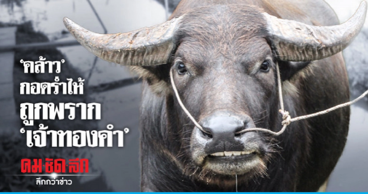 ยึด "เจ้าทองคำ" เป็นของกลางในคดี ยึด "เจ้าทองคำ" เป็นของกลางในคดี