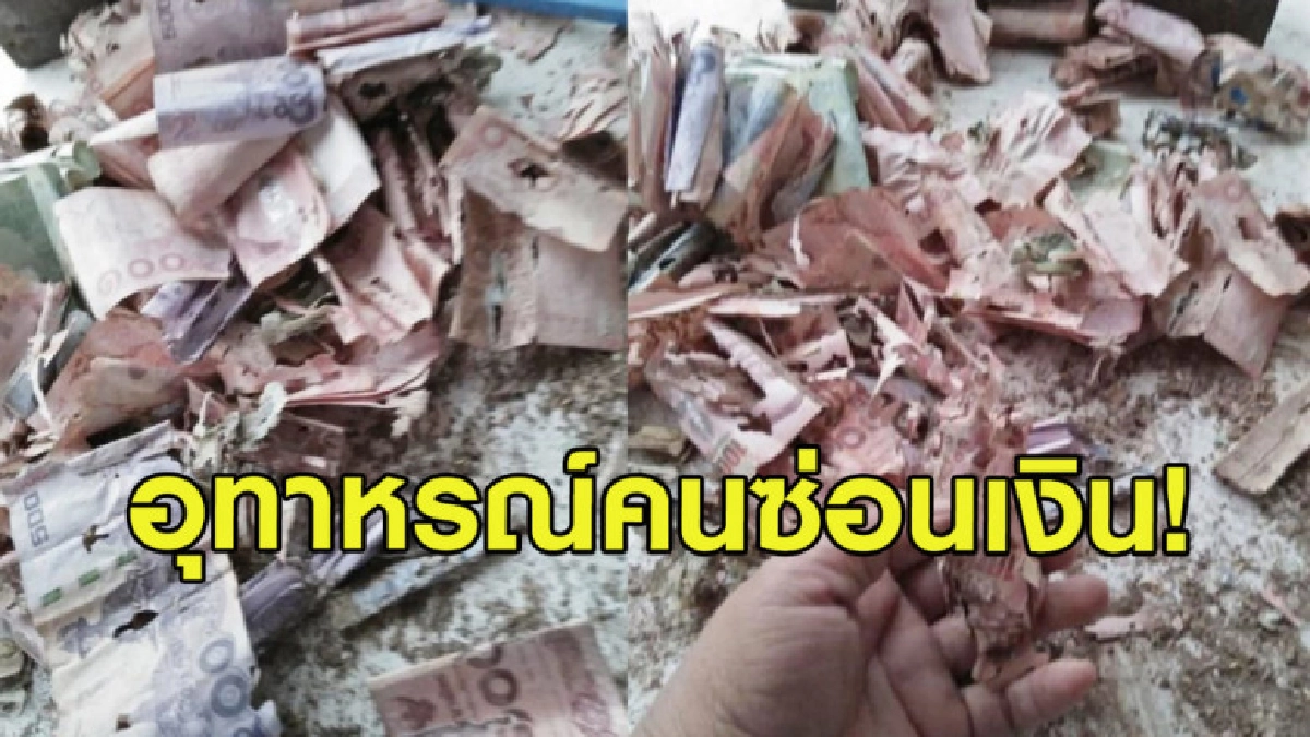 อุทาหรณ์! ซ่อนเงินในรองเท้าเปิดดูปลวกแทะจนเกือบหมด อุทาหรณ์! ซ่อนเงินในรองเท้าเปิดดูปลวกแทะจนเกือบหมด