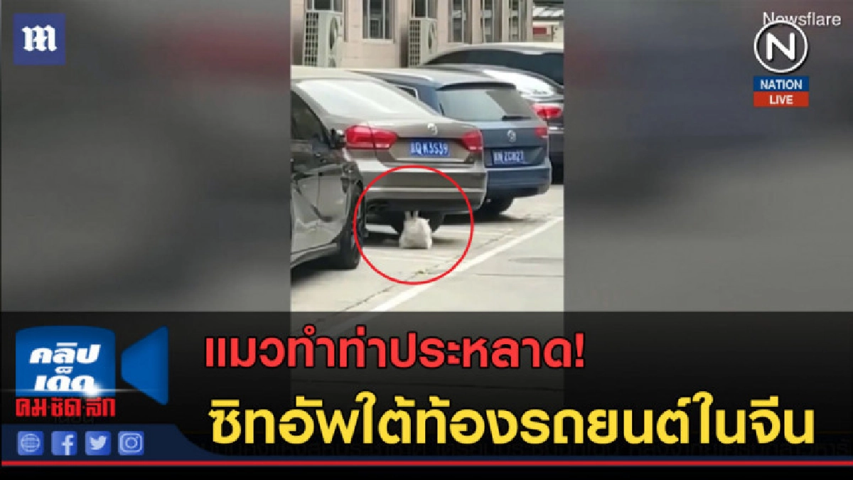 (คลิปข่าว) แมวซิทอัพใต้ท้องรถยนต์ในจีน