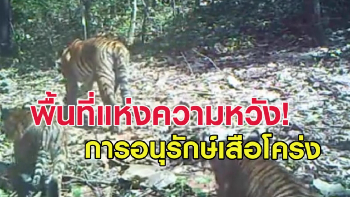 เผยคลิปลูกเสือโค่รงเดินตามหลังแม่ที่อุทยานแห่งชาติแม่วงก์ เผยคลิปลูกเสือโค่รงเดินตามหลังแม่ที่อุทยานแห่งชาติแม่วงก์