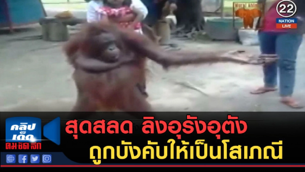 (คลิปข่าว) สุดสลด ลิงอุรังอุตังถูกบังคับให้เป็นโสเภณี