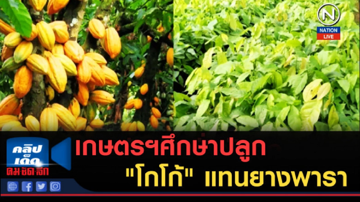 (คลิปข่าว) เกษตรฯศึกษาปลูก "โกโก้" แทนยางพารา