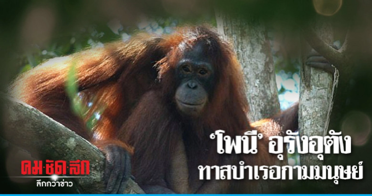 ลิงอุรังอุตังถูกบังคับเป็นทาสกามารมณ์มนุษย์ 