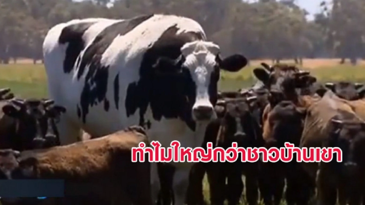 มันใหญ่มาก! วัวยักษ์ในออสเตรเลียหนักมากกว่า 1 ตัน