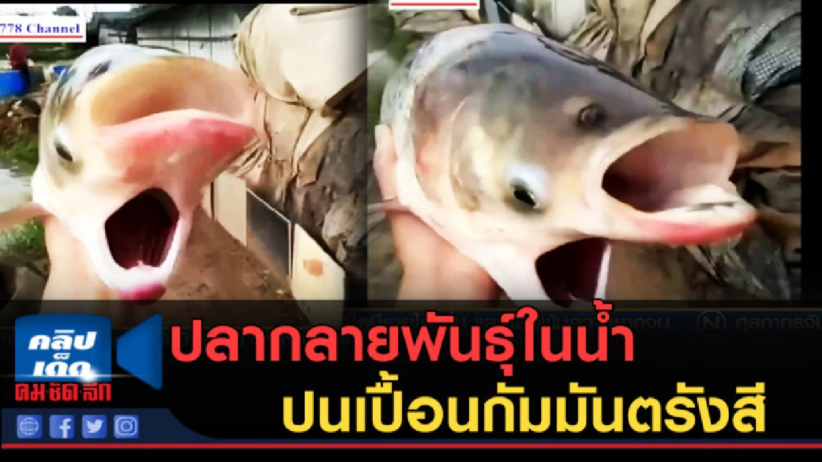 (คลิปข่าว) ปลากลายพันธุ์ในน้ำปนเปื้อนกัมมันตรังสี